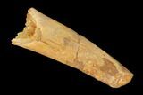 Bargain, Fossil Pterosaur (Siroccopteryx) Tooth - Morocco #145188-1
